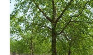 银杏树怎么买啊!价格多少 银杏树25公分价格