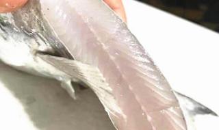 鲳鱼多少钱一斤